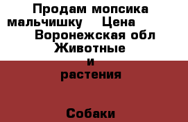 Продам мопсика мальчишку. › Цена ­ 10 000 - Воронежская обл. Животные и растения » Собаки   